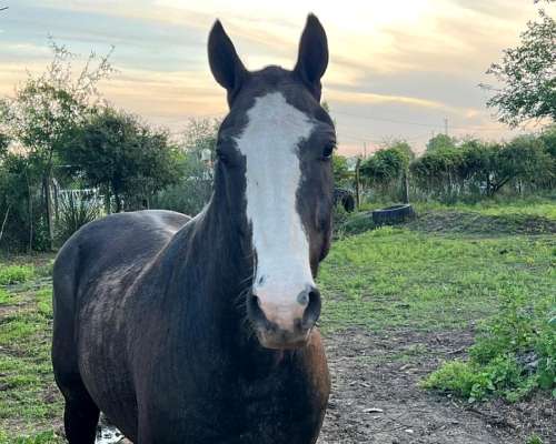 Vendo Caballo Manso de Andar. de Buen Físico y Estatatura.
