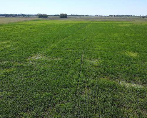Campo en Venta, 370 Hectáreas, Gualeguaychú.