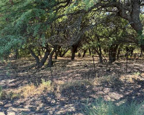 4855 HS. Ganaderas en Algarrobo (BS As).