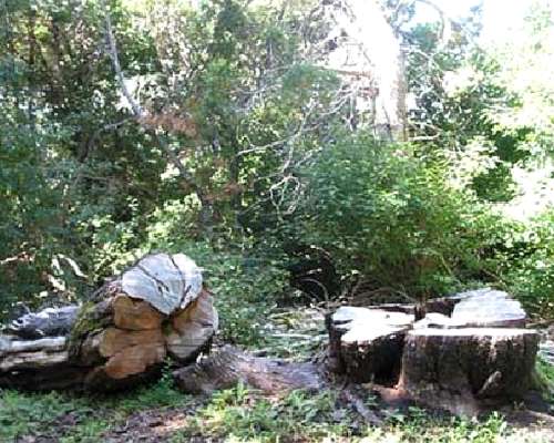 Venta Campo en el Hoyo Zona Arrollo Pedregoso 892 Hectareas