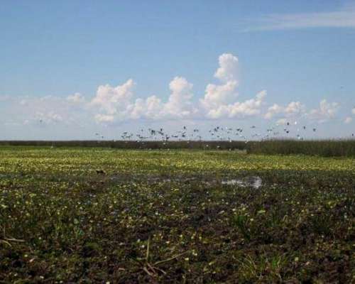 Palmar Grande, Corrientes - 1300ha