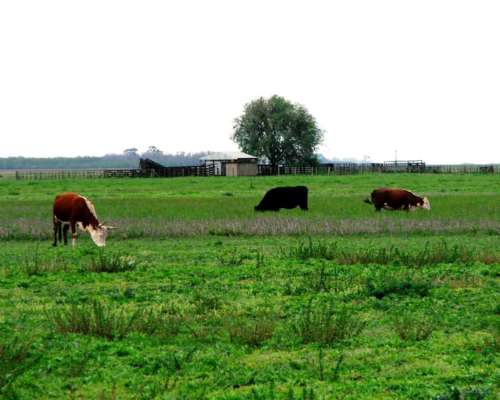 Ba2896 Venta 800 Has. Ayacucho Buenos Aires