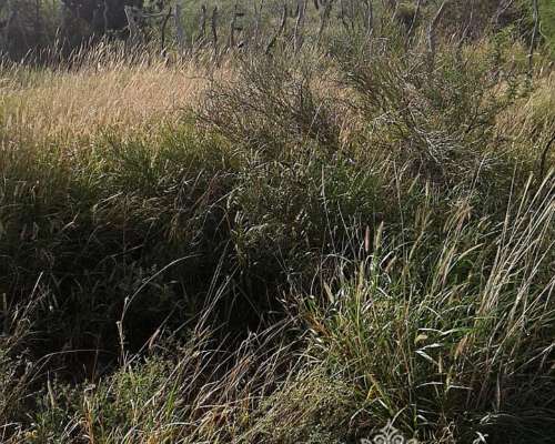 Campo Ganadero 5900 Has. Chañar. la Rioja