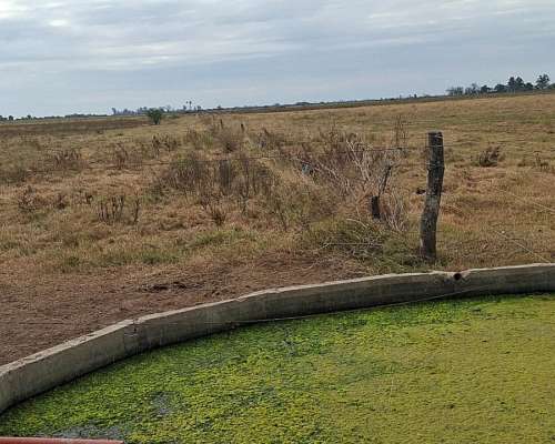 Se Alquilan 48 Ha Agrícolas en Humberto