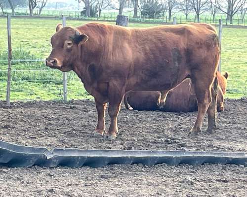 Toros Limangus Colorados Mansos de 2 y 3 Años