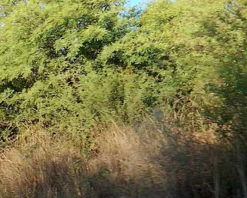 780 Hectareas a 5 km de Añatuya Pegadas al Canal Monte Facil