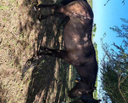 Caballos Mansos de Andar.