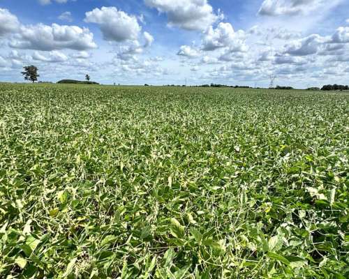 Oportunidad 100 Hectáreas Agricolas