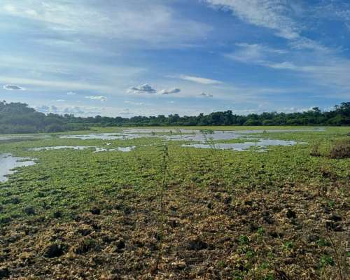 Vendo Campo de 300ha Paraje San Manuel, el Espinillo Chaco