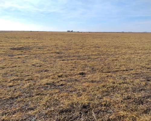 70 Has Agricolas 6000 Zona Marcos Juarez Oportunidad