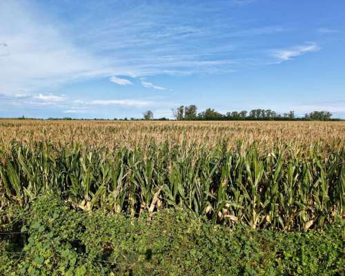 21 Has Agrícolas en San Genaro. Sobre Asfalto.