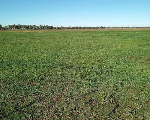 Venta 13 Has Coronel Pringles