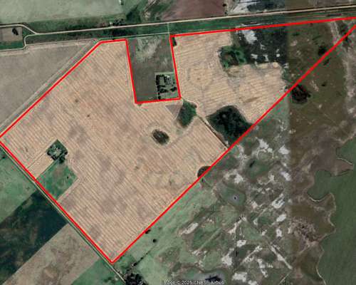 Campo Agrícola 134 Ha Carlos Tejedor Inmobiliaria Giacomino
