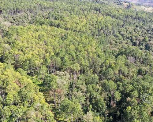 Se Vende Campo 740 Ha Ganadero-forestal en San Vicente, Misi