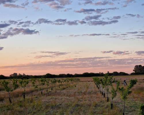19ha con Almendros,casa, Riego por Goteo.medanos- Villarino
