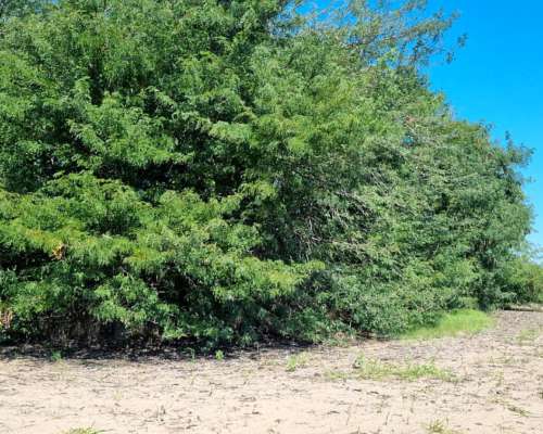 Mercedes. Oportunidad 13 Has Agrícolas . Excelente Ubicación