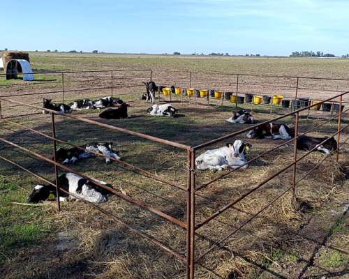 Módulos de Corral para Terneros (sin Iva)