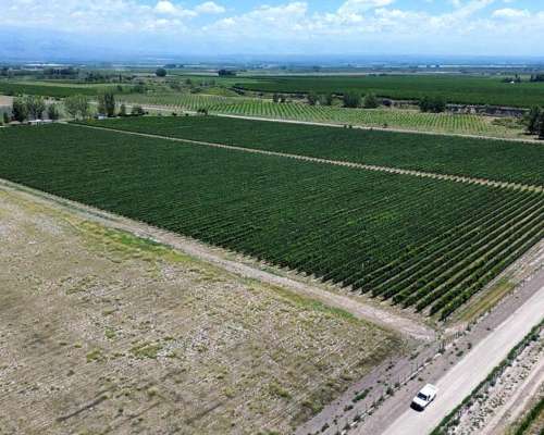 Finca Villa Seca 23.8ha con Malbec y SUP para Chacra