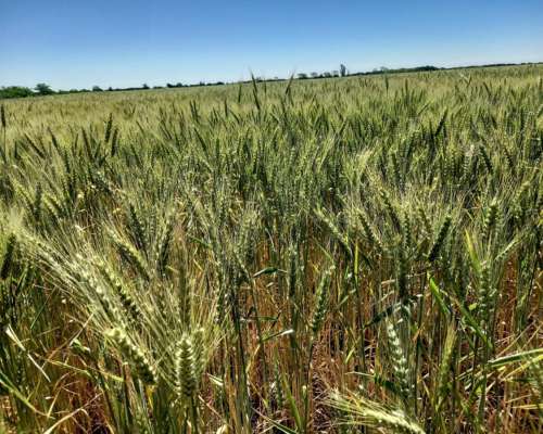 26 Ha Agricolas. Departamento Castellanos.