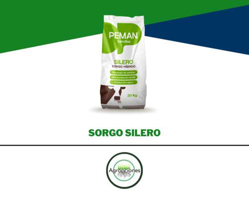Semilla de Sorgo Silero Inta Peman - Peman Semillas