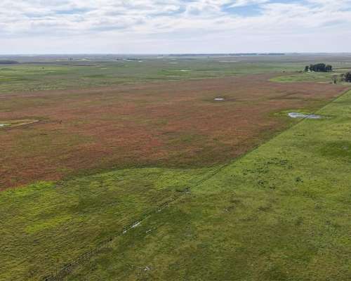 Ibañez, Gral Belgrano (BS As)- 70 Ha Agrícolas para Alquilar
