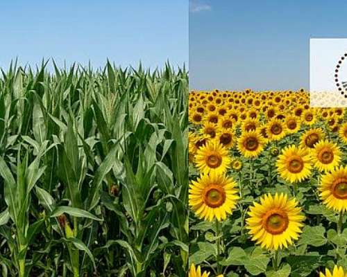 Campo Mixto 150 Ha en Rosario del Tala. Buen Campo