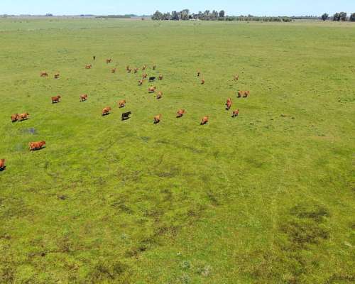 163 Has en Chascomús, Buenos Aires - Mixto - Venta