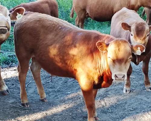 Excelentes Terneros Limangus para Toritos
