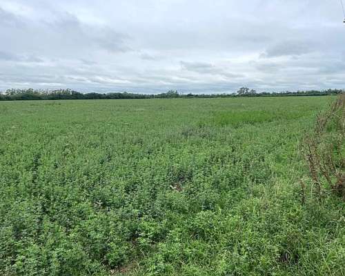 Campo de 10 Has Agrícolas con Excelente Ubicación Ramallo