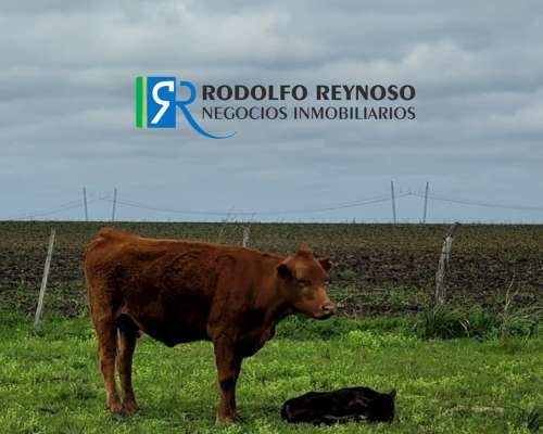50 HA. en Agrícolas - Ganaderas