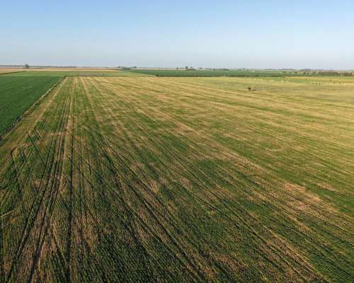 43 HA. Departamento San Martin (santa FE)