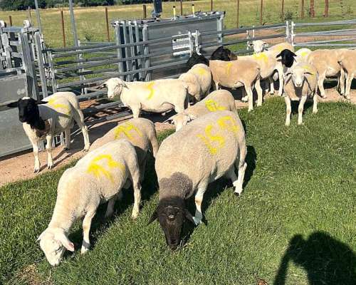 Carneros Dorper( White y Black)