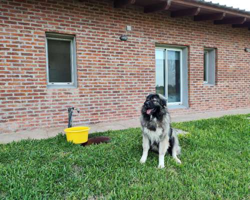 Cachorros Pastores del Caucaso