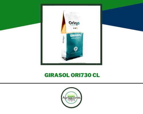Semilla de Girasol ORI730 CL - Origo Semillas