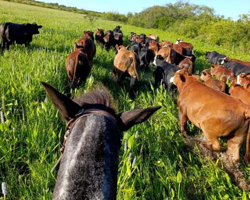 Campo Ubicado en Charaday