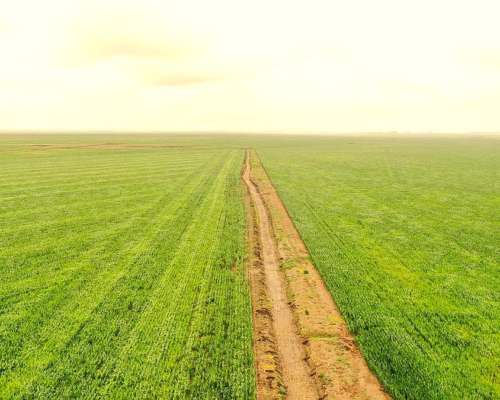 Campo Mixto 1500 HA, Pila (bs. AS)
