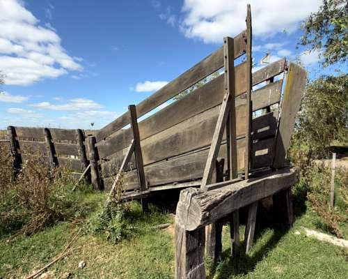 Campo Agrícola 134 Ha Carlos Tejedor Inmobiliaria Giacomino