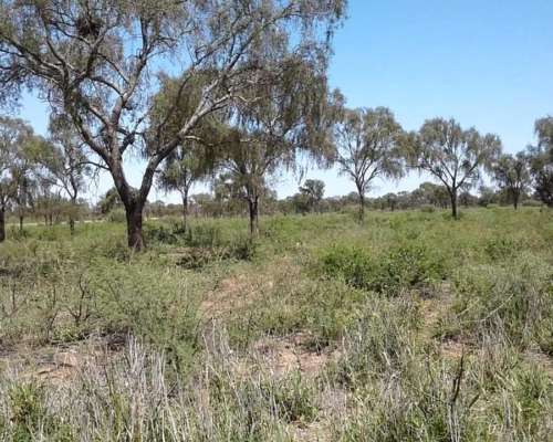 Casnem Inmobiliaria Vende Campo de 9630 HS. con Escritura