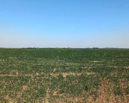 Campo Agricola de 120 Hectáreas