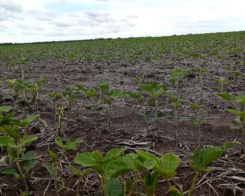 121 Hectáreas Agrícolas en San Pedro