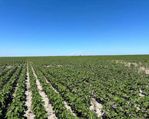 Campo Agrícola con Escrituras en Bandera