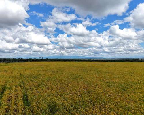 Pcia. de Salta - Rosario de la Frontera 906 Ha