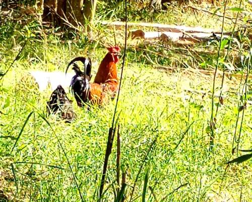 Gallos Criollos de 1 año y 2 Meses. Tengo 4.