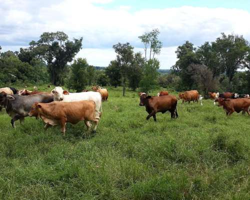 Dueño Vende Campo Misiones