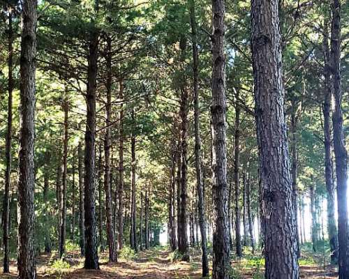 458 Hectáreas con 180 HA. Forestadas