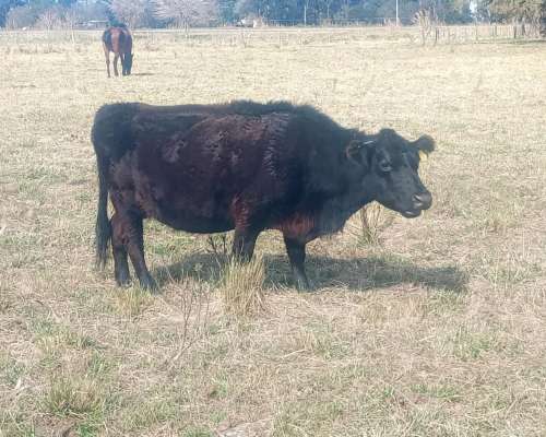 Vendo 4 Vacas Usadas Preñadas