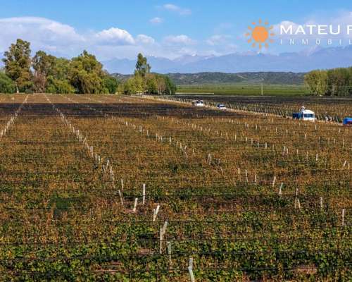 46 Has. Finca con Viñedos en Luján de Cuyo, Mendoza