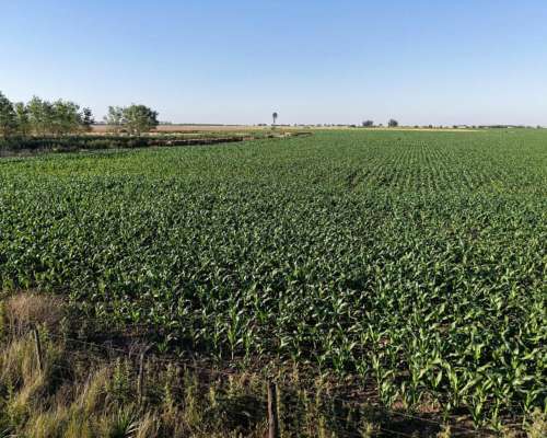 260 HA. Agricola. Depto San Martin (santa FE)