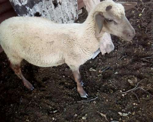 Vendo Majada de Ovinos