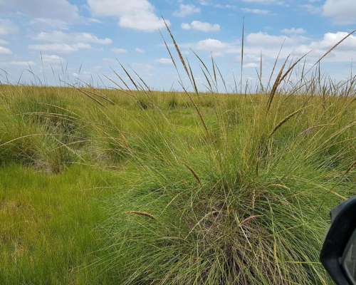 Gato Colorado Vendo 2100 Ha Ganaderas